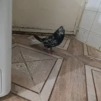 کوهی دم سفید|پرنده|اهواز, کوی رمضان|دیوار