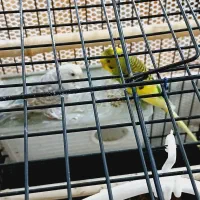 مرغ عشق|پرنده|پاکدشت, پاکدشت (مامازند)|دیوار