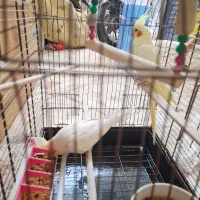 عروس هلندی لوتینو|پرنده|شوش, |دیوار