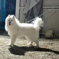 واگذاری فوری (نژاد ساموئیدخالص)