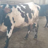 تعداد 4 راس گاو گوساله دار