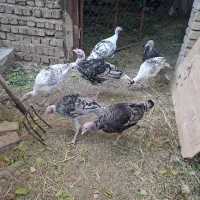 حیوانات خانگی|حیوانات مزرعه|ضیاء آباد, |دیوار