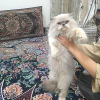 گربه پرشین|گربه|تربت‌حیدریه, کلاته توکلی|دیوار