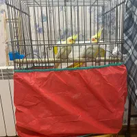 جفت لوتینو با قفس ۱۸۰۰