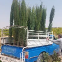 سرو شیراز سرو ناز سرو شیرازی سروشیراز|خدمات باغبانی و درختکاری|شیراز, شهرک بزین|دیوار