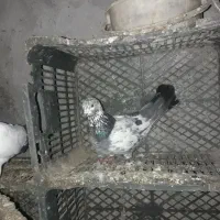 کبوتر‌|پرنده|مشگین شهر, |دیوار