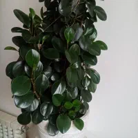 گل قاشقی طبیعی