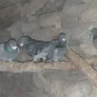مسافتی|پرنده|تیکمه داش, |دیوار