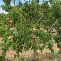 ۱۷۰ متر زمین ، باغ کنتوربرق+آب دماوند جابان اقساطی|فروش زمین و ملک کلنگی|دماوند, دماوند|دیوار