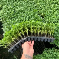 نشا|خدمات باغبانی و درختکاری|ایرانشهر, |دیوار