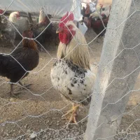 فروش خروس محلی