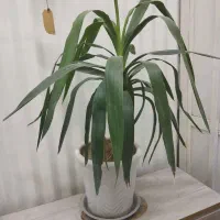 گل اپارتمانی ومقاوم