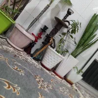 قلیان دوسیب رخ