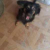 سگ پاکوتاه|سگ|نورآباد ممسنی, |دیوار