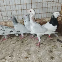 ادرس الوند|پرنده|الوند, |دیوار