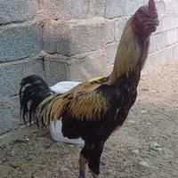 خروس لاری و بز|حیوانات مزرعه|سیرجان, |دیوار