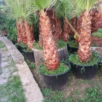 سیکاس وپالم‌ کاج طلای ونوکدار|گل و گیاه طبیعی|سیدان, |دیوار