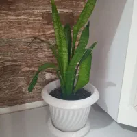 گل طبیعی|گل و گیاه طبیعی|دهلران, |دیوار