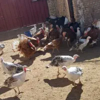 فروش بوقلمون ماده ونر تخم نطفه دار