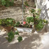 گلدان شمعدانی  فوری|گل و گیاه طبیعی|شاهرود, |دیوار