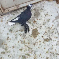 کبوتر لوتی آغ گویروخ|حیوانات|مرند, |دیوار