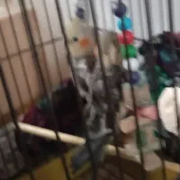 عروس هلندی|پرنده|طاهرگوراب, |دیوار