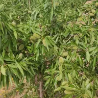 فروش انواع نهال اصلاح شده|خدمات باغبانی و درختکاری|سامان, |دیوار