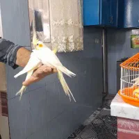 عروس هلندی دستی تازه دون خور شدن دونه ایی  ۸۵۰