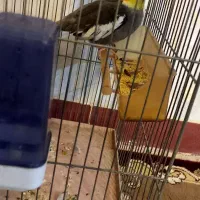 عروس هلندی سینامون نر|پرنده|هرسین, |دیوار