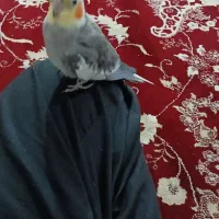 فروش یک عدد عروس هلندی|پرنده|املش, |دیوار