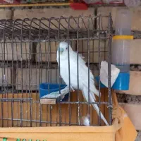 نر مولد