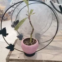 جاشمعی وجاگلدونی محفل عاشقانه