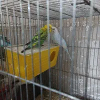 پرنده مرغ عشق|پرنده|سمنان, |دیوار