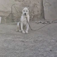 سگ جوان و پر انرژی