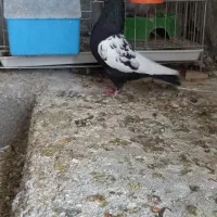 کبوتر|پرنده|زرین دشت (فارس), |دیوار