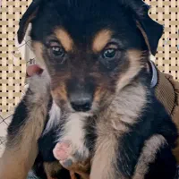 توله سگ  2 ماهه