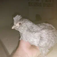 تخم نطفه دار گلین|حیوانات مزرعه|گیلان غرب, |دیوار