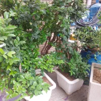 یاس هلندی
