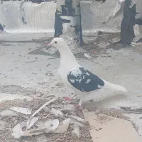 کبوتر فروشی