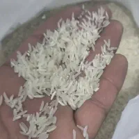 برنج فجر