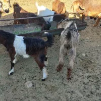 فروش هشت راس کهره نر سبک