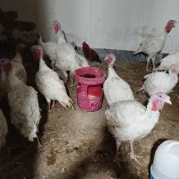 بوقلمون|حیوانات مزرعه|دره شهر, |دیوار