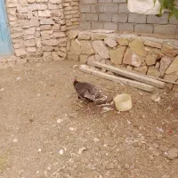 بوقلمون ماده