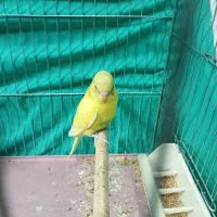 پرنده|پرنده|شیراز, شهرک فرهنگیان|دیوار