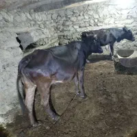 گاو بومی|حیوانات مزرعه|کوهرنگ, |دیوار