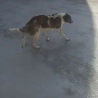 سگ نرجونوری مجانی