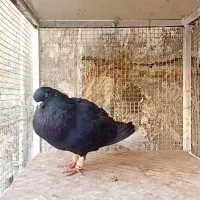 ندم سفید ۱۷دم