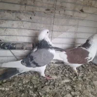 کبوتر دهن خورده  گلی