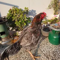 خروس لاری جوان از نسل پر مرغی