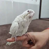 سه عدد عروس هلندی با قفس و لوازمات